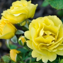 Rose Garden - No. 5
