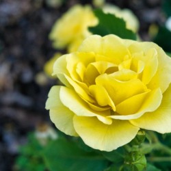 Rose Garden - No. 8