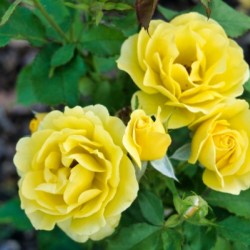 Rose Garden - No. 7