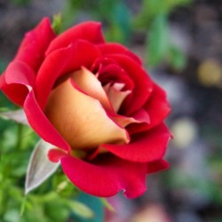 Rose Garden - No. 10