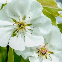 Pear Blossom - No. 1
