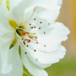 Pear Blossom - No. 2