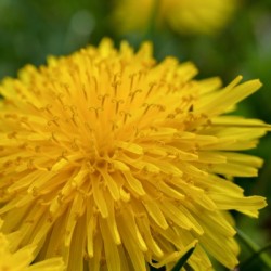 Dandelion - Plain and Simple