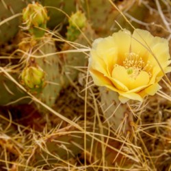 Cactus Flower in the Desert