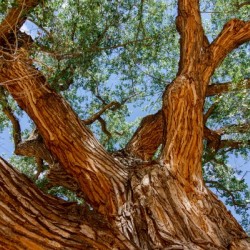 Old Cottonwood Tree in the Desert