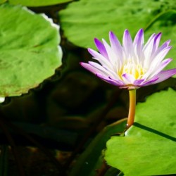 Como Conservatory - No. 4