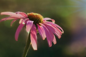 Coneflower