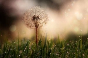 Dandelion