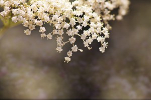 Elderberry Blossom