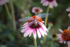 Dragonfly on a Coneflower utah United States