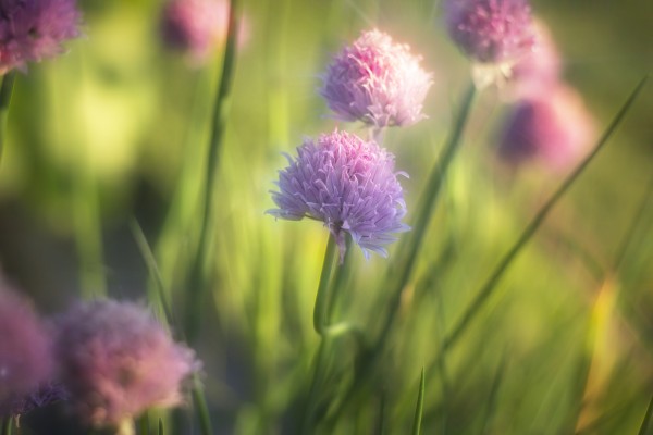 Purple Chives Utah United States by Kathryn Stone