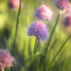 Purple Chives Utah United States