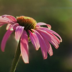 Coneflower
