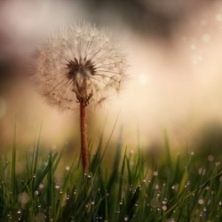 Dandelion