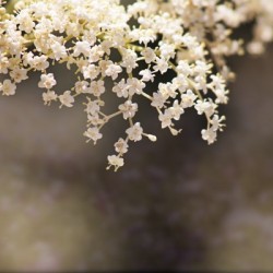 Elderberry Blossom