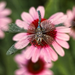Dragonfly on a Coneflower