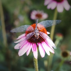 Dragonfly on a Coneflower utah United States
