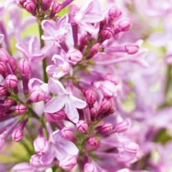 Lilacs