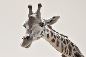 Giraffe Portrait 