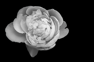 Peony