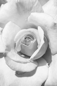 Rose | Minimalism