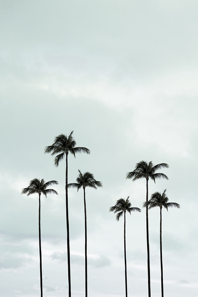 Palm Trees | Tropical Print