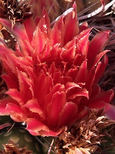 Delicate Red