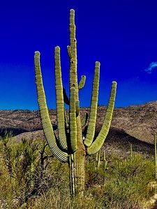 Saguaro_Blue_sky_Ricard