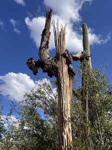Saguaro_Dying_Rib_Ricard