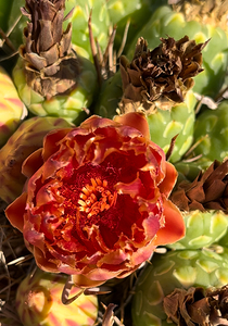 Prickly Red Cactus Flower