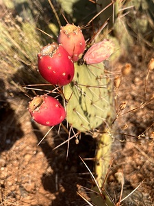 Dark Pink Fruits