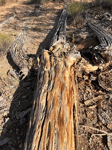 Wilted Saguaro Rib