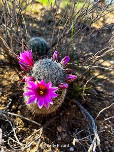 Flowering Cactus Photography Desert Bloom