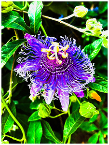 DragonFruit_FLower_By_Ricard