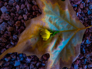 Deep Beauty Of Life and A Flower