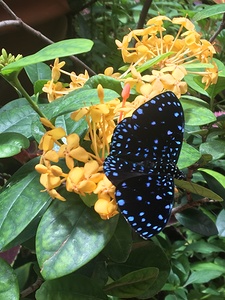 A delicate Butterfly 