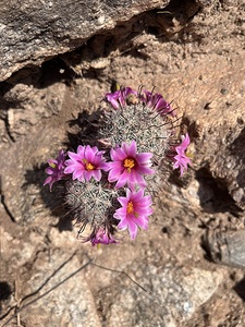 Pink Cactus Flowers Rock Photography