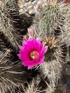Hot pink cactus bloom