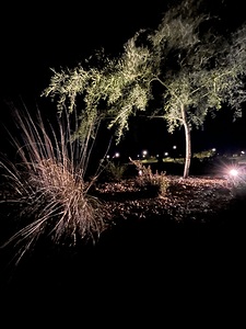 Beauty in the Desert Grass