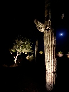 Beauty in the Desert Grass