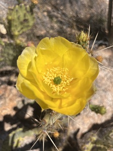 Yellow Pricky Bloom