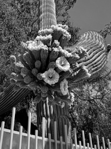  Blooming Saguaro