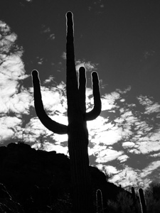 Giant Saguaro Bloom