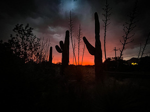 Saguaro Orange Red Sunset