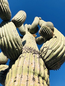Giant Saguaro Bloom
