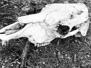 A Skull I call Hamburger