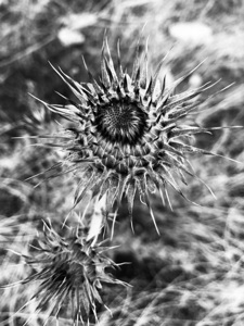A Colorless Thistle
