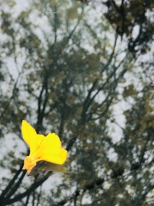Palo Verde Bloom Reflection
