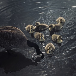 Ducks in A Row 