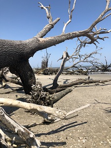 A South Carolina Beach